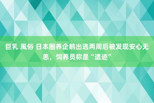 巨乳 風俗 日本圈养企鹅出逃两周后被发现安心无恙，饲养员称是“遗迹”